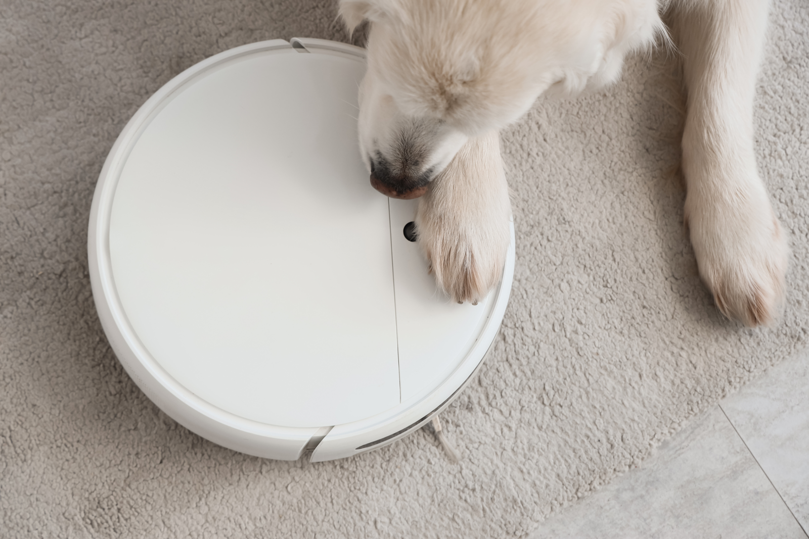 Flagship robot vacuum navigating a living room floor with pet dog on top of it.
